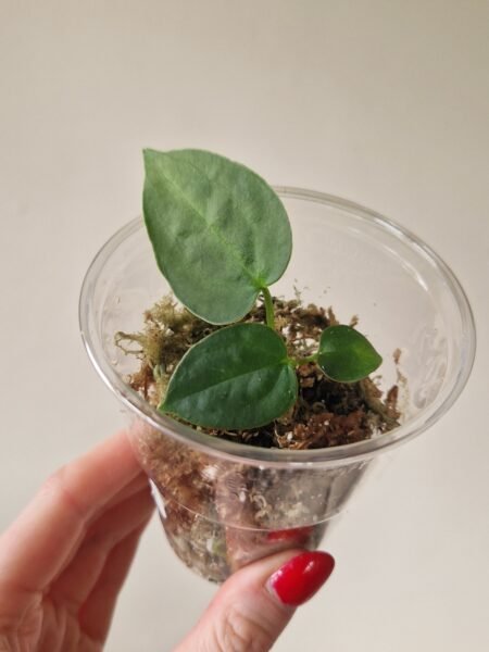Papillilaminum 'Naomi' x Forgetii Green