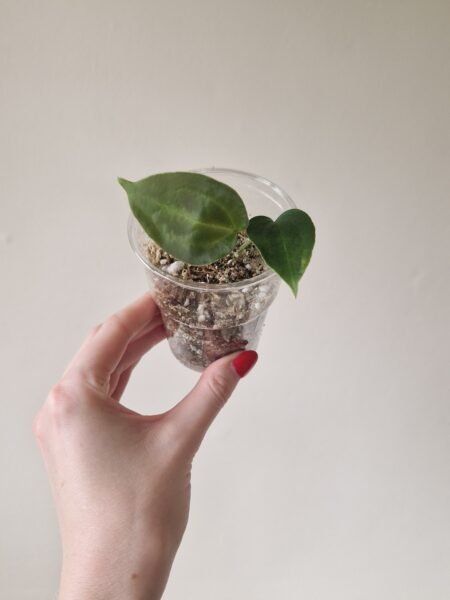 Papillilaminum 'Naomi' x Forgetii Green - Image 4