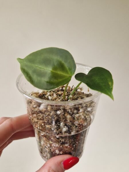 Papillilaminum 'Naomi' x Forgetii Green - Image 2