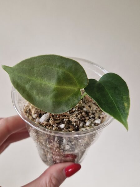 Papillilaminum 'Naomi' x Forgetii Green