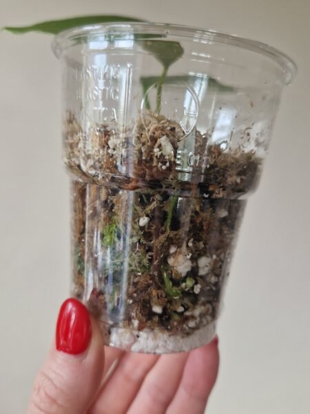 Papillilaminum 'Naomi' x Forgetii Green - Image 3