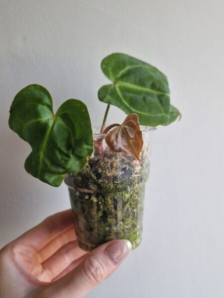 Papillilaminum 'Naomi' x Forgetii Green - Image 2