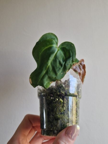 Papillilaminum 'Naomi' x Forgetii Green - Image 3