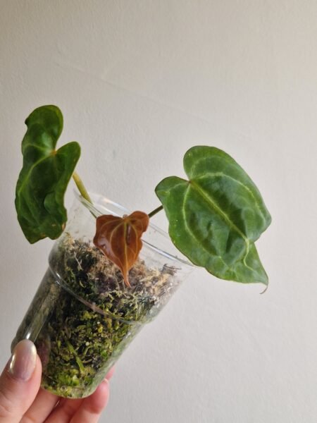 Papillilaminum 'Naomi' x Forgetii Green - Image 4