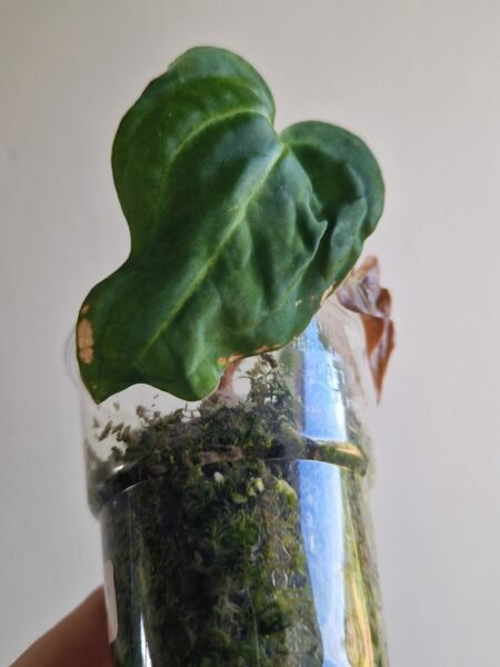 Papillilaminum 'Naomi' x Forgetii Green - Image 5